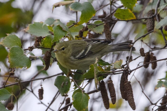 A Blackpoll Warbler -- a small bird with mostly olive colouring, a more yellow chest, partial white eyerings and darker grey wings with sharp white wing bars -- is up in a tree looking out