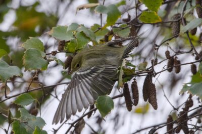 A Blackpoll Warbler -- a small bird with mostly olive colouring, a more yellow chest, partial white eyerings and darker grey wings with sharp white wing bars -- is up in a tree spreading one wing wide