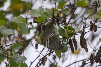 A Blackpoll Warbler -- a small bird with mostly olive colouring, a more yellow chest, partial white eyerings and darker grey wings with sharp white wing bars -- is up in a tree with wings partly extended and head twisted around