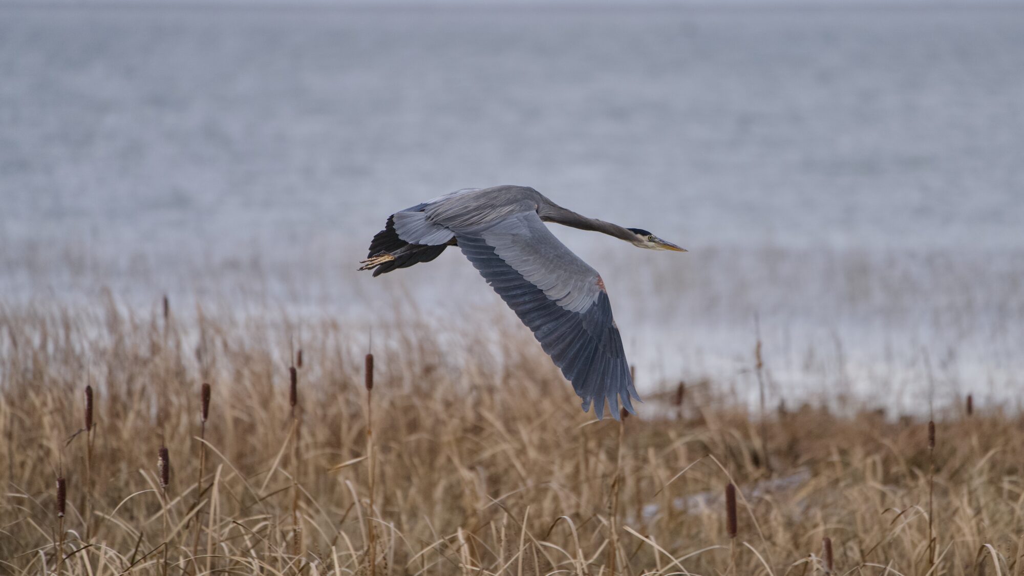 A Great Blue Heron flying low over brown marshes. Open water is in the background