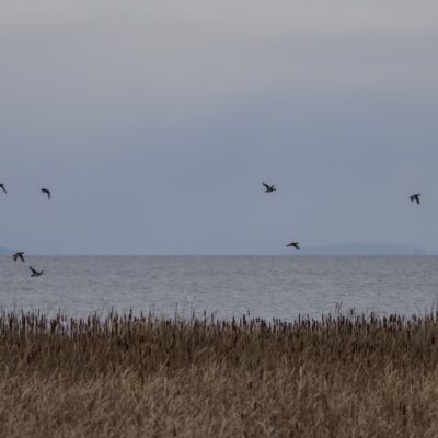 A faraway flock of wigeons, under a grey sky