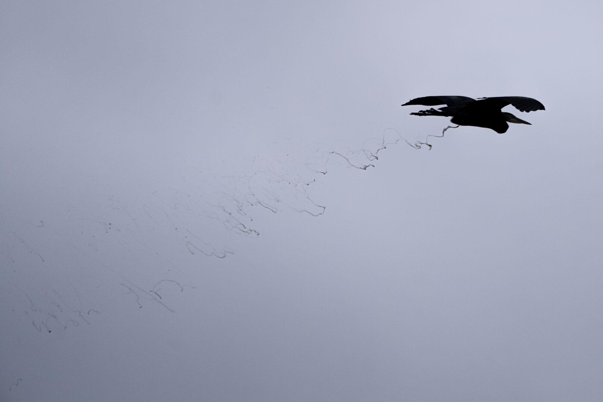 A heron flying against the grey sky, leaving an intricate trail of poop that looks like abstract art or writing in some lost script