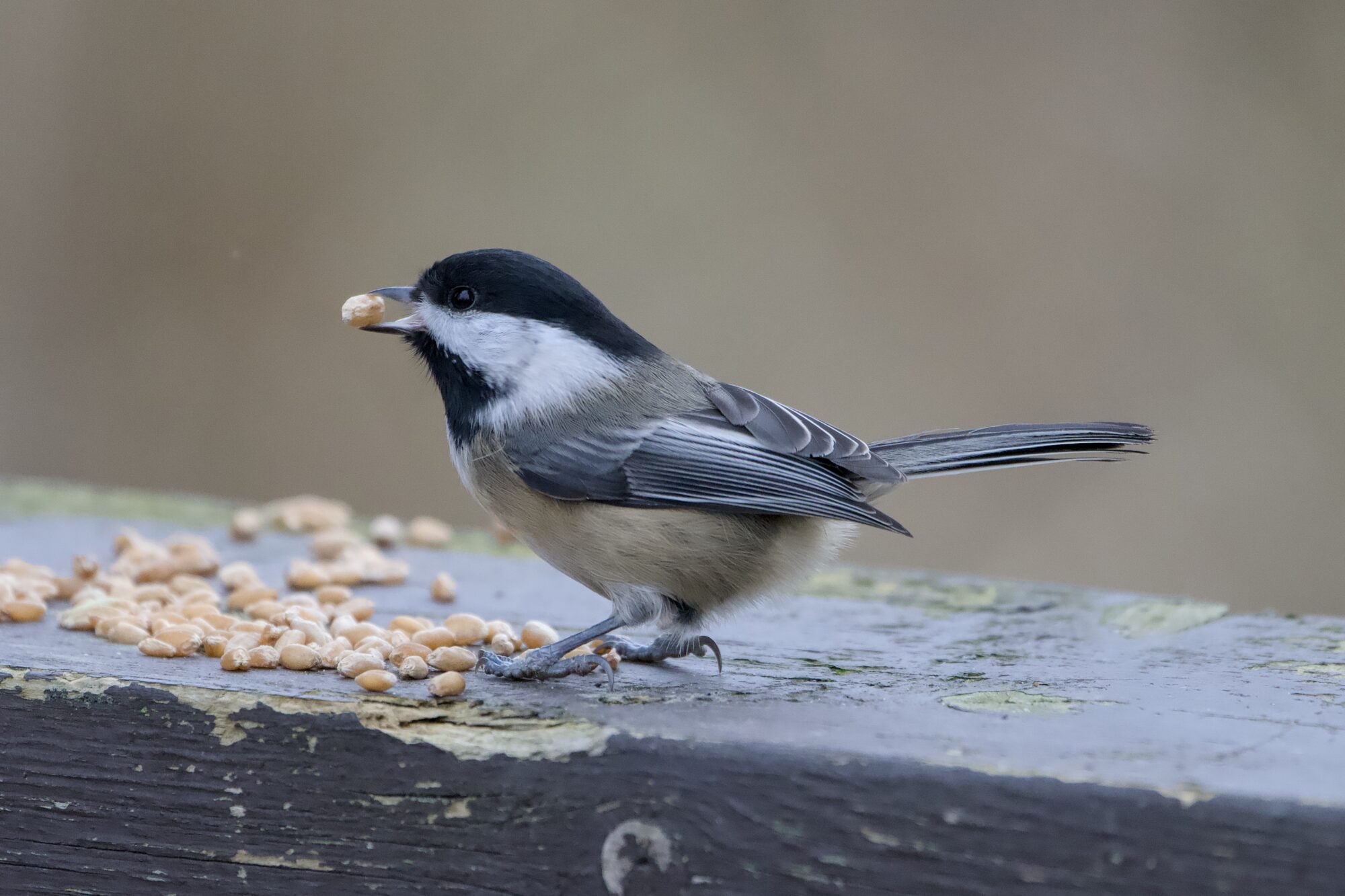 A Black-capped Chickadee on a wooden fence, surrounded by seeds, and holding one seed in its beak