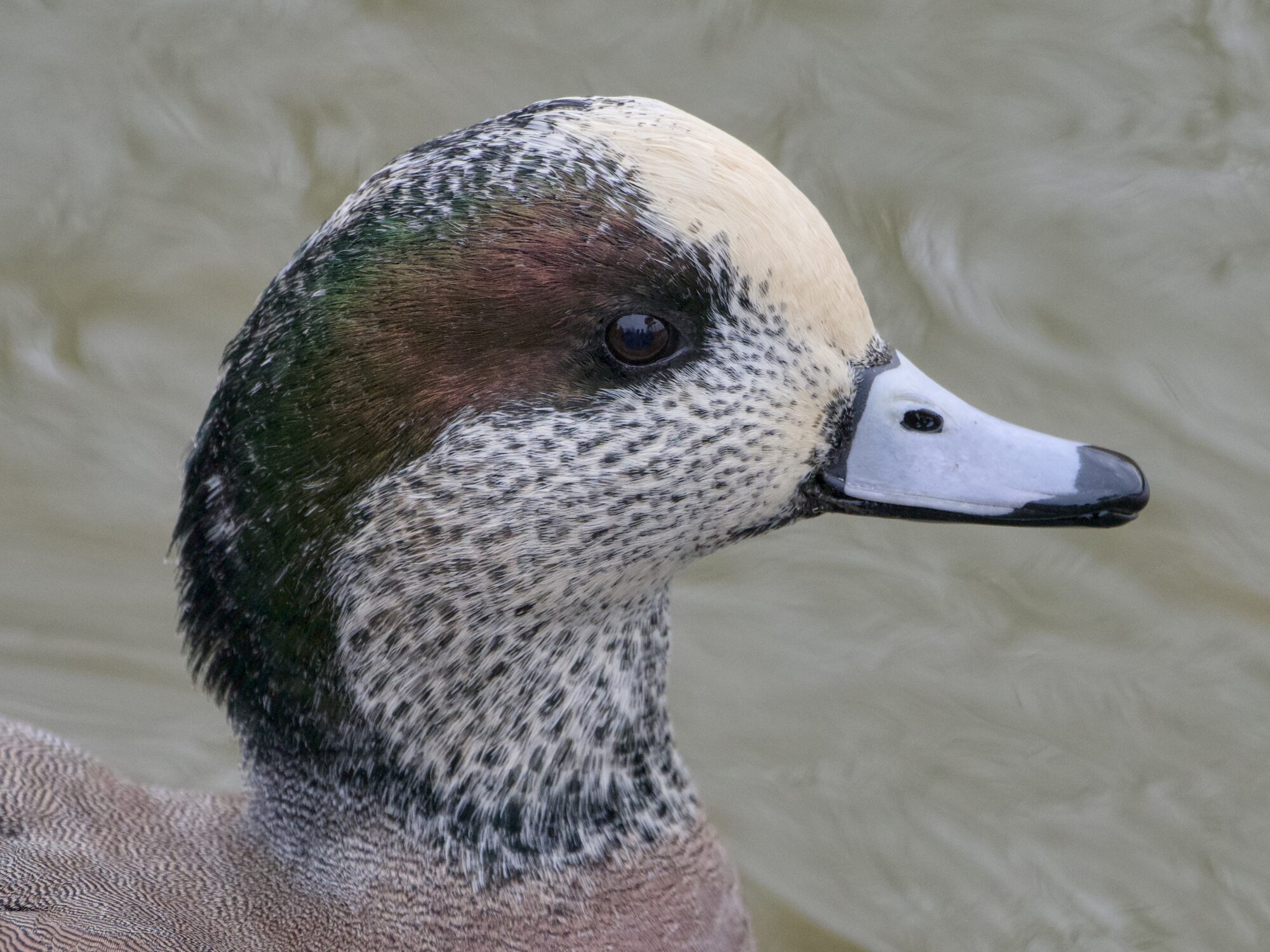 A profile closeup of a male American Wigeon. Maybe due to the dim light, some of his green head plumage is more red-brown