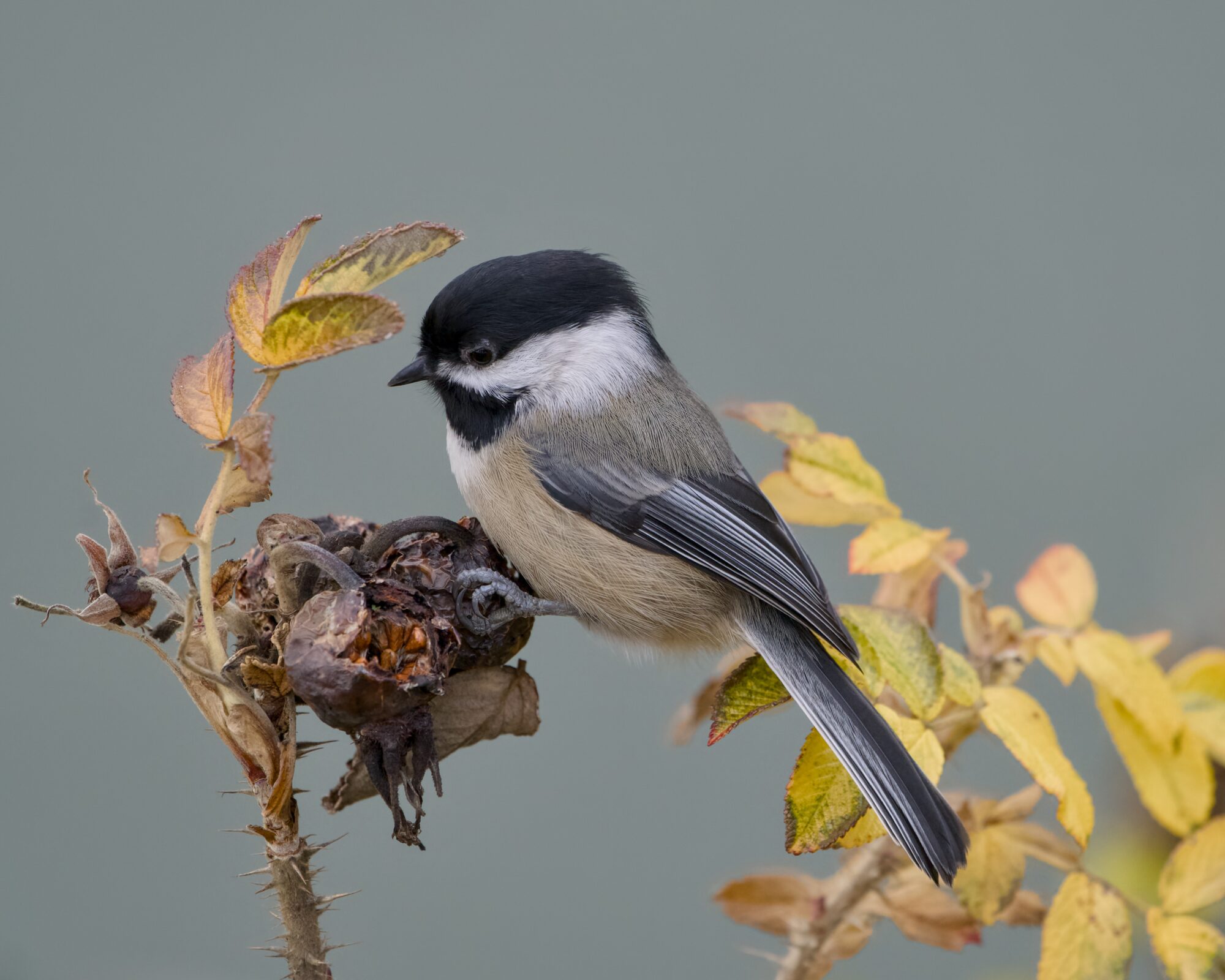 A Blck-capped Chickadee closely observing a dried-out flower