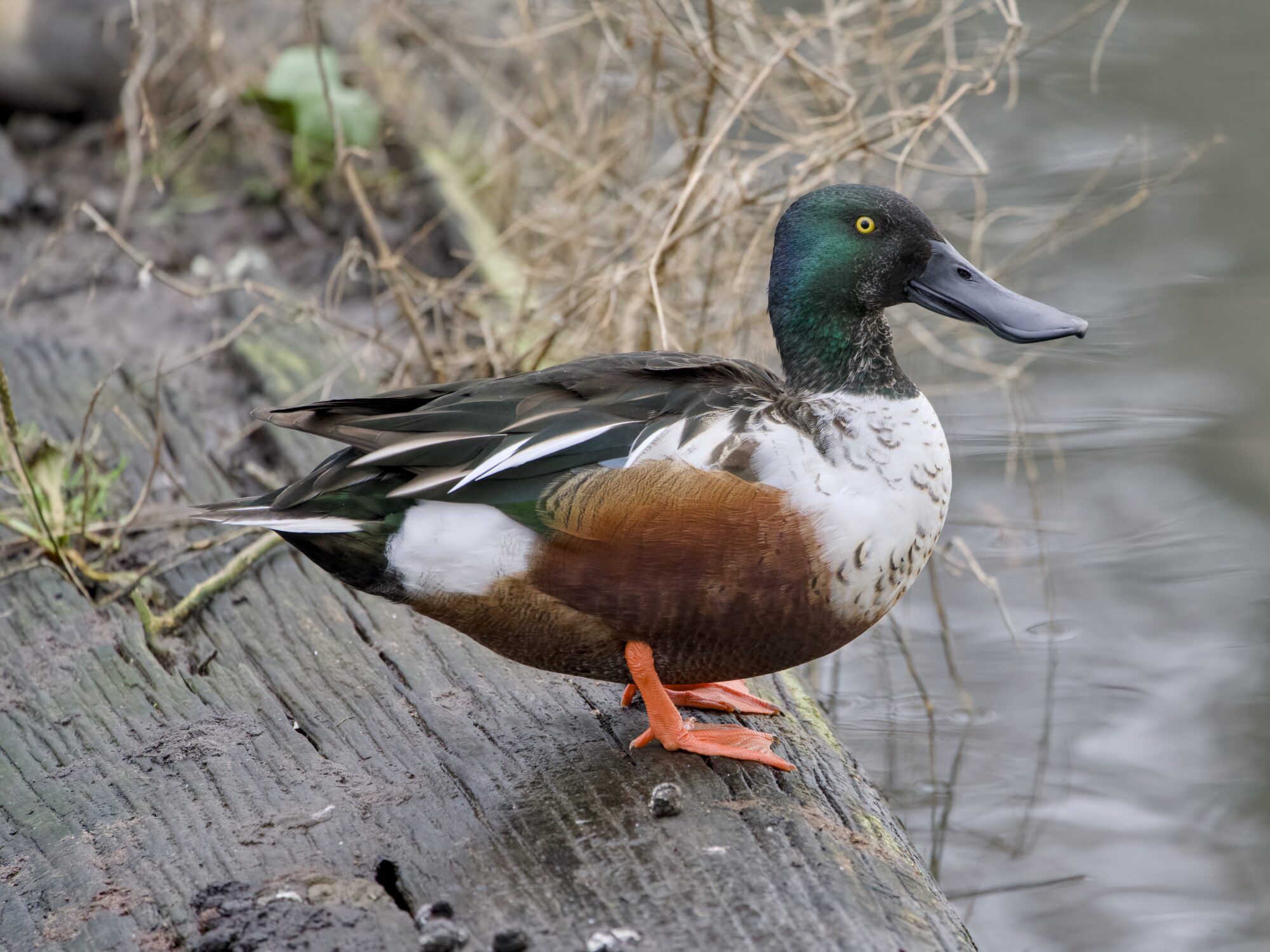 A male Northern Shoveler is standing proudly on a log