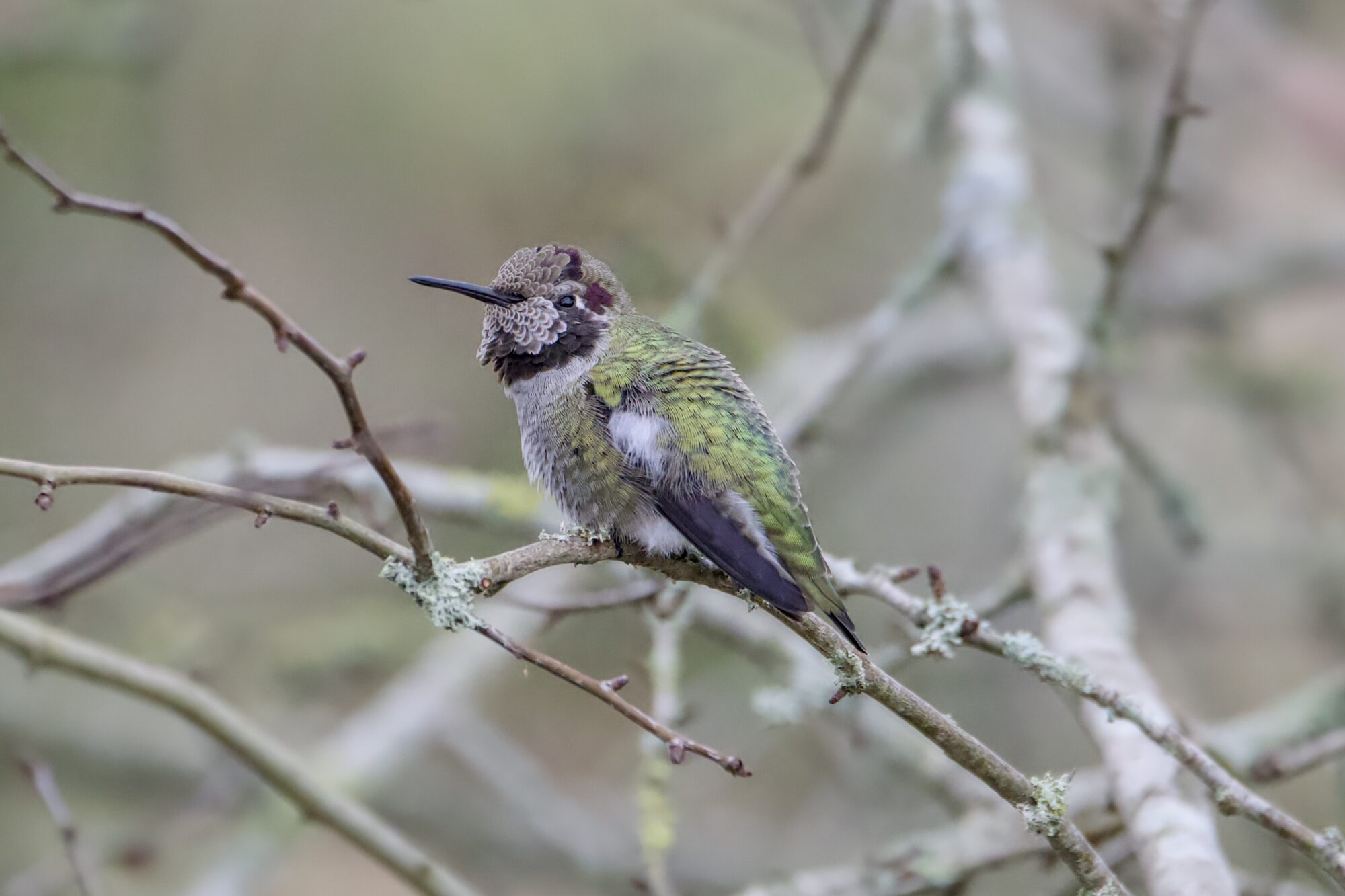 An immature male Anna's Hummingbird, most of his gorget covered in greyish feathers, is sitting on a bare branch