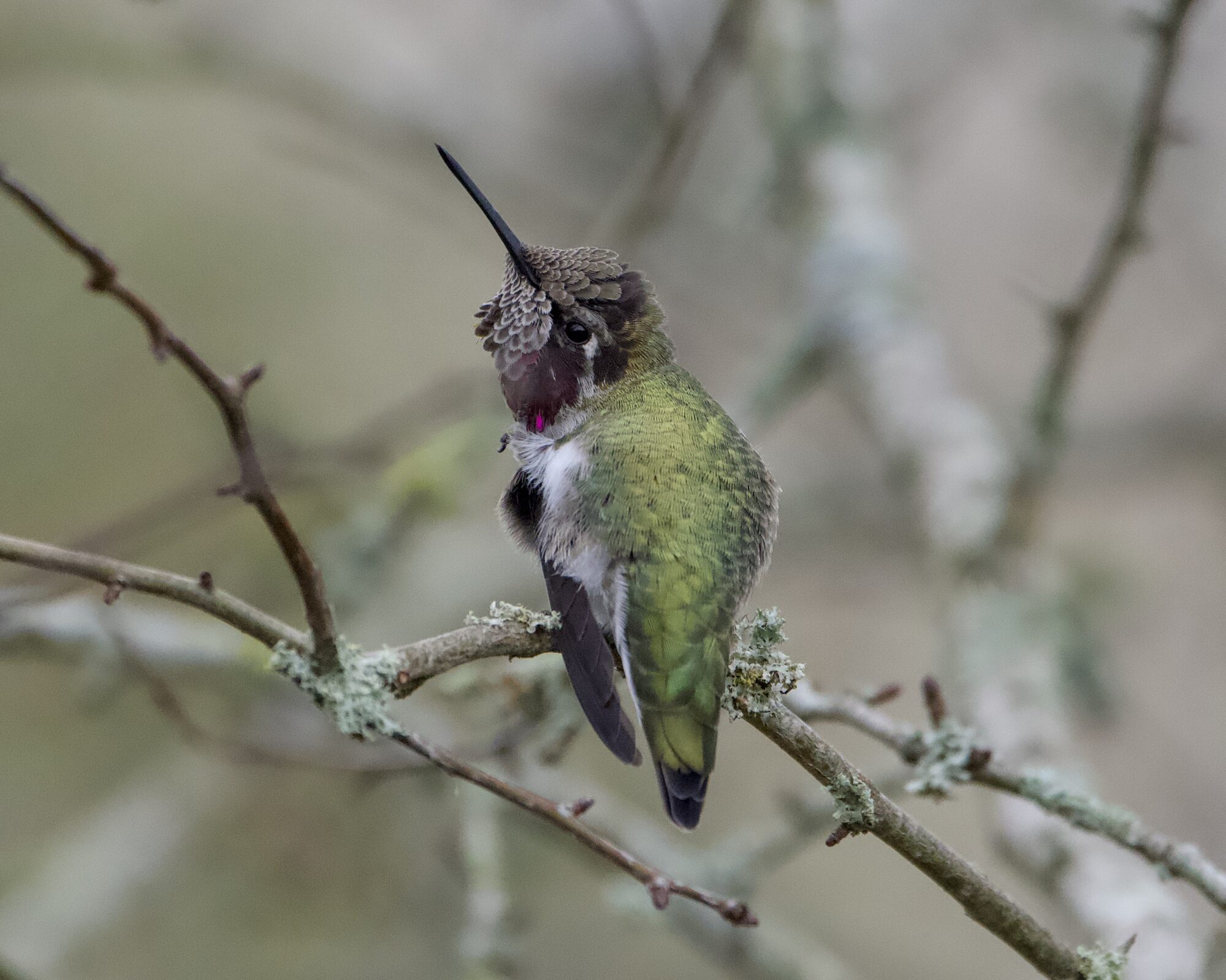 An immature male Anna's Hummingbird, most of his gorget covered in greyish feathers, is sitting on a bare branch and scratching himself