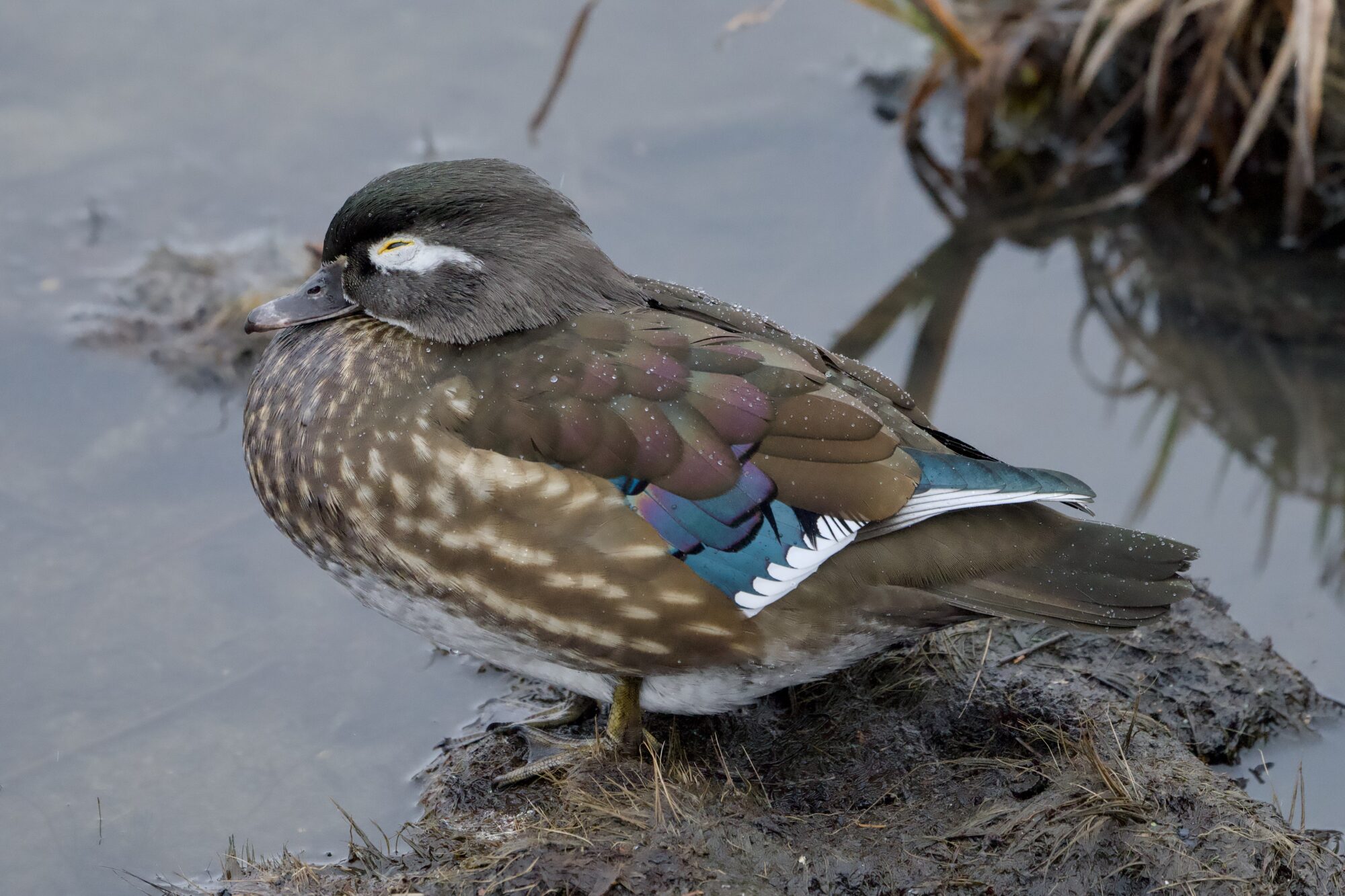 A female Wood Duck standing near the water, her head low and her eyes closed