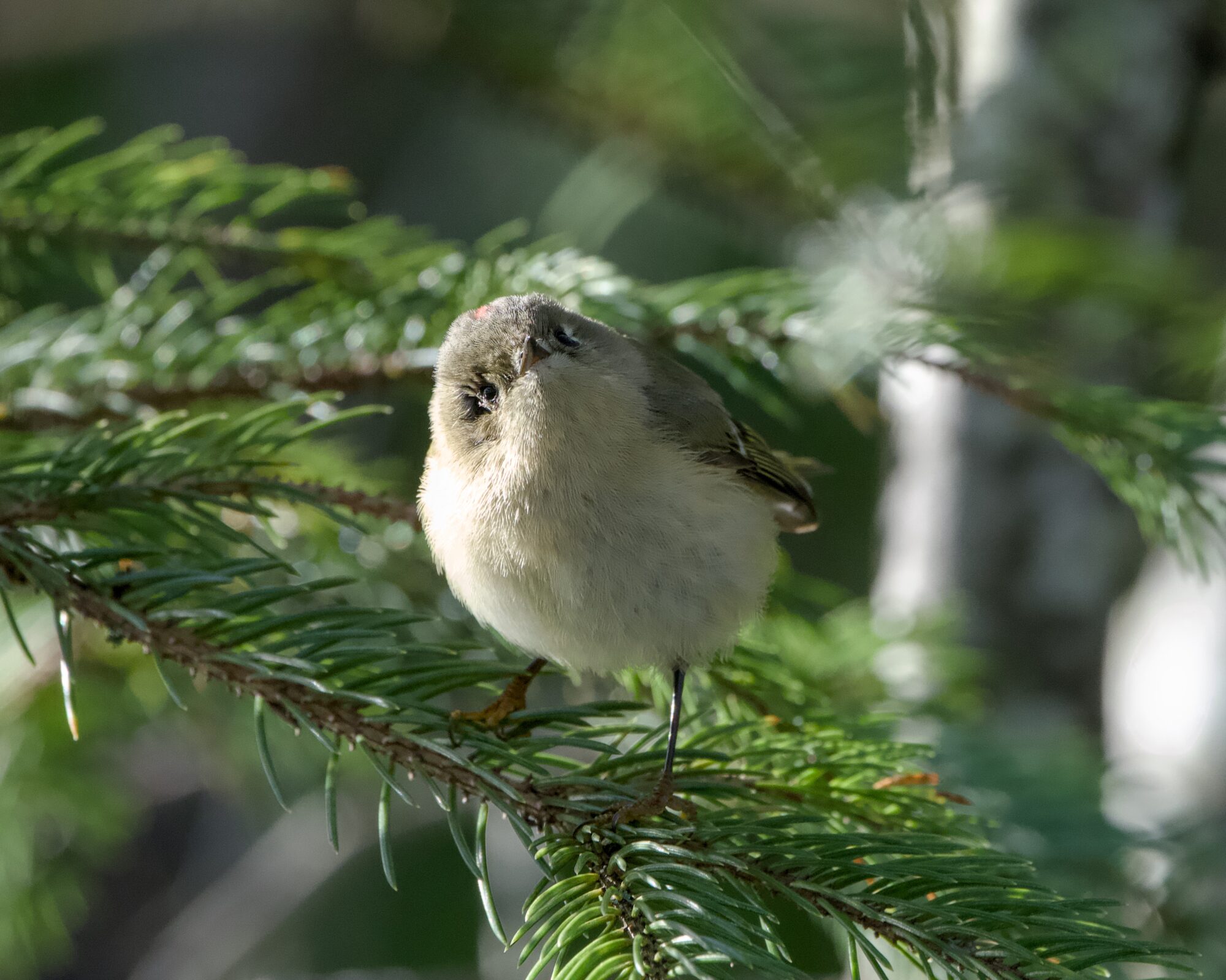 A Ruby-crowned Kinglet is standing on a small conifer branch about eye level, looking in my general direction