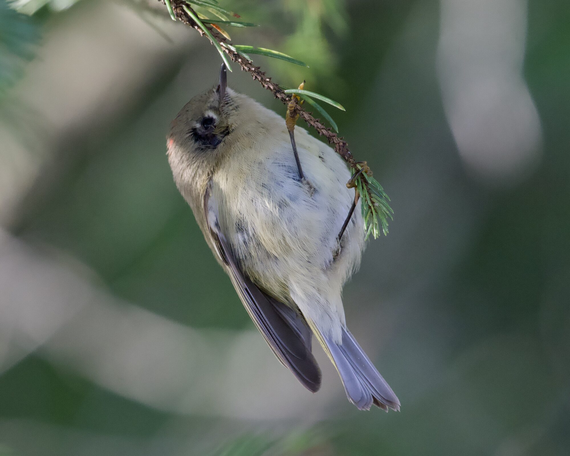 A Ruby-crowned Kinglet is hanging on to a small conifer branch about eye level. There is an odd dark patch behind and under its one visible eye