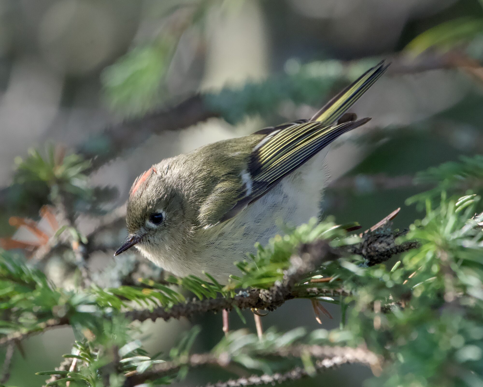 A Ruby-crowned Kinglet is standing on a small conifer branch about eye level. A bit of its red crest is visible.