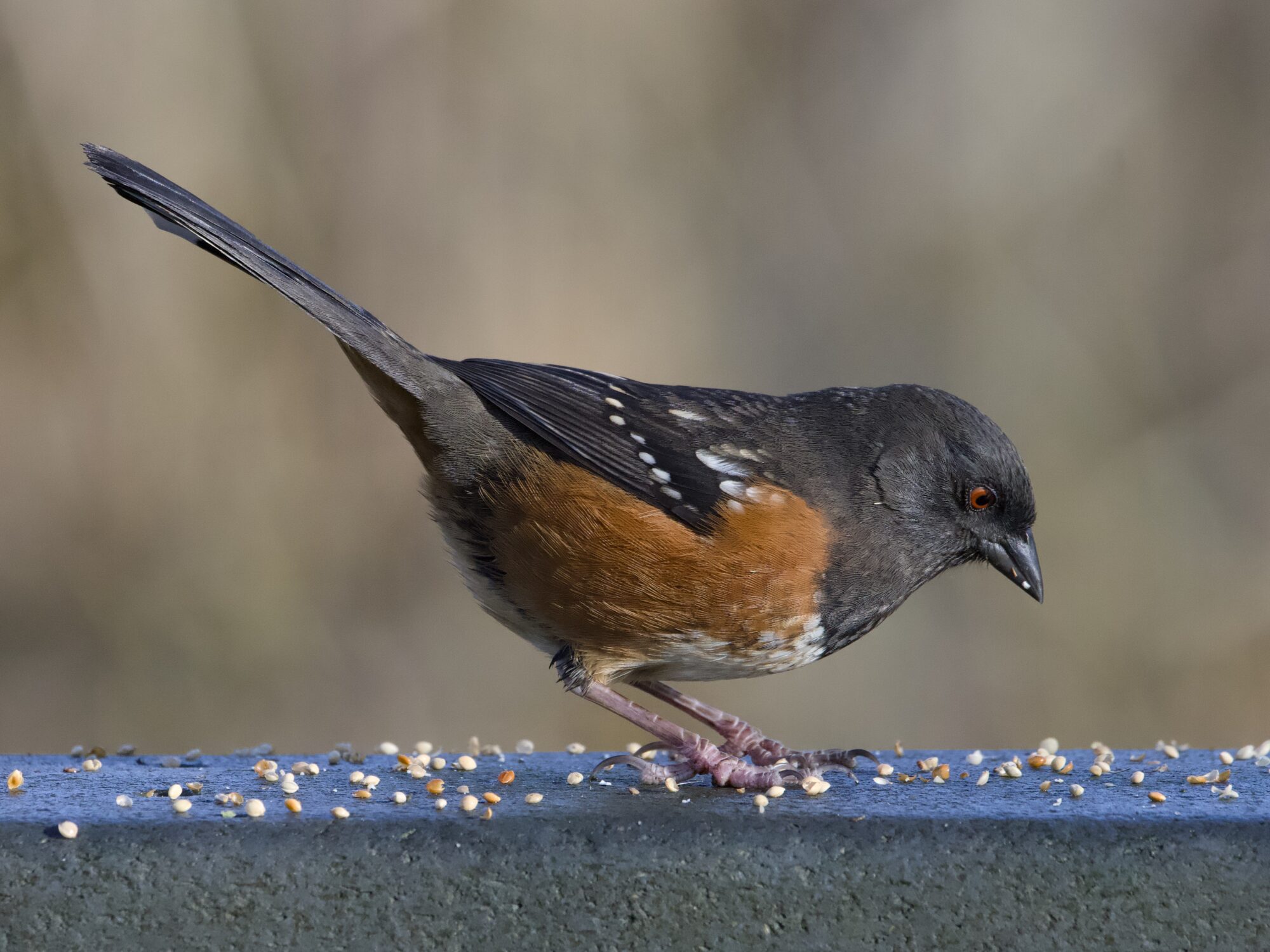 A Spotted Towhee is on a slab of concrete, surrounded by small round seeds, and intently looking them over