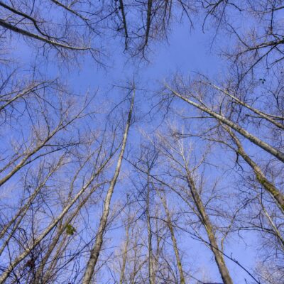 Looking up, surrounded by bare trees (and a couple conifers). The sky is mostly blue