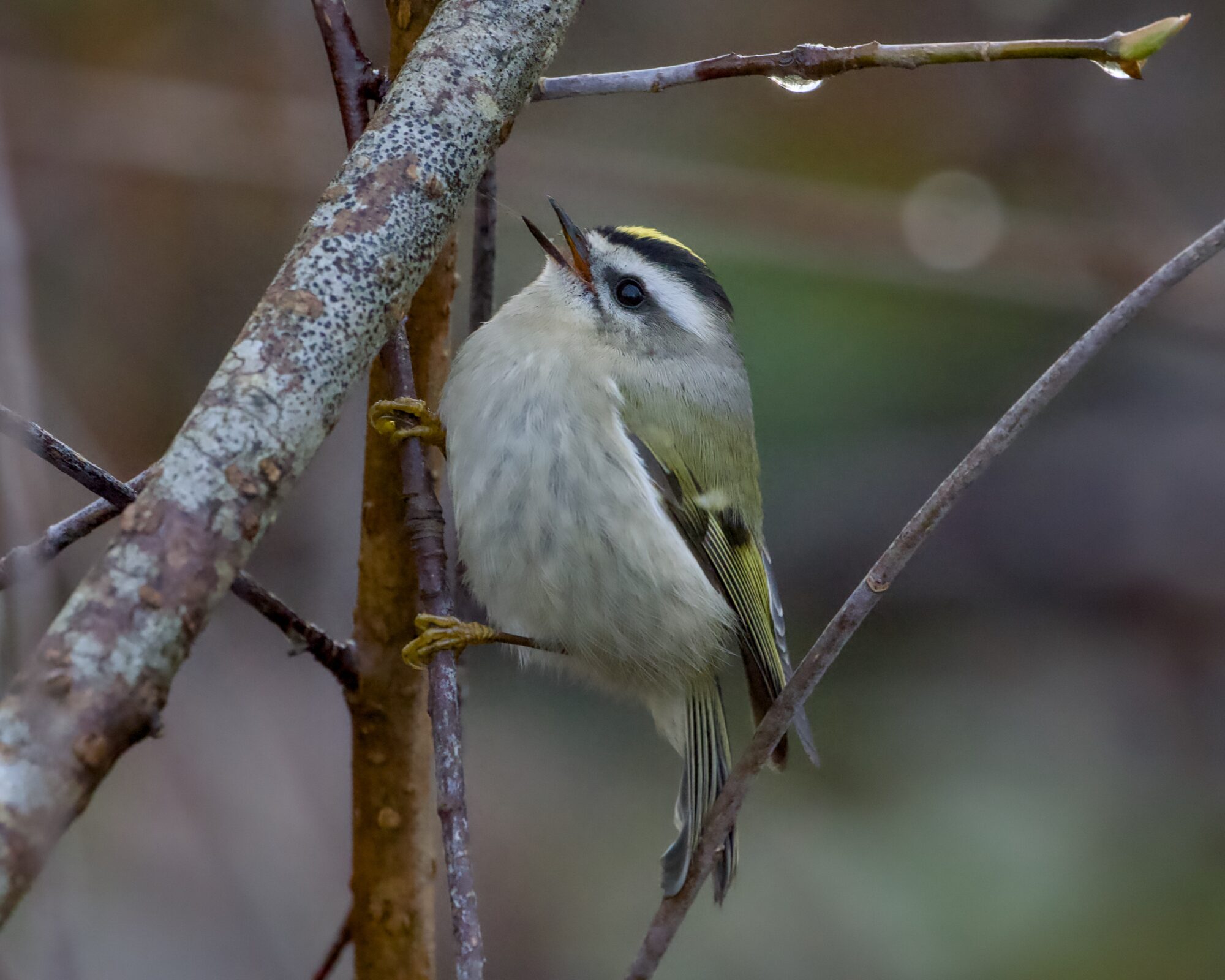 A Golden-crowned Kinglet in the shade, hanging on to a branch and looking up at a larger branch, its beak slightly open