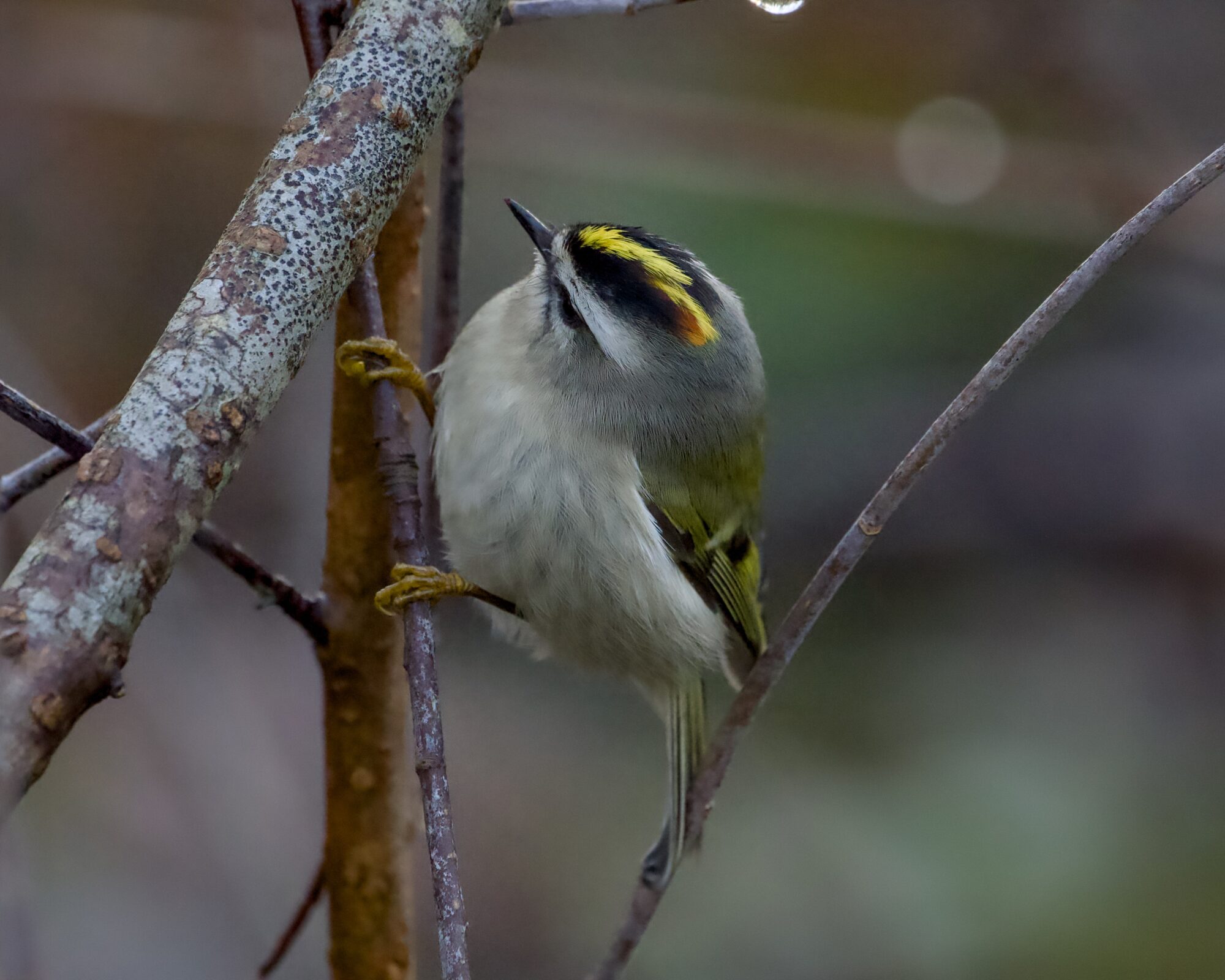 A Golden-crowned Kinglet in the shade, hanging on to a branch and looking up at a larger branch, its head cocked a bit to the side giving me a better look at its crown