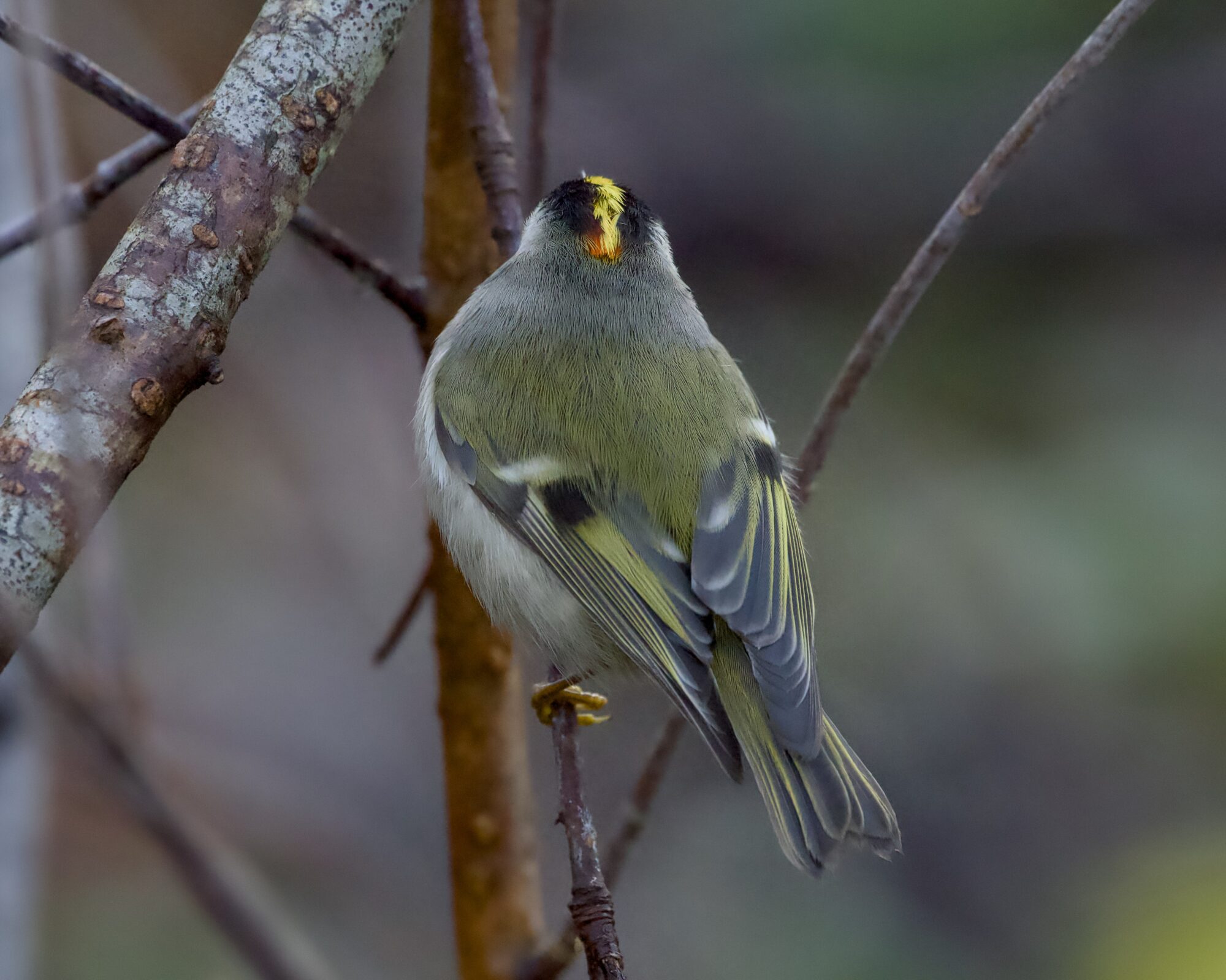 A Golden-crowned Kinglet in the shade, hanging on to a branch and looking up at a larger branch, its head back to me