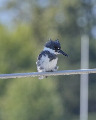 A male Belted Kingfisher is sitting on a mast boom, looking down presumably at the water