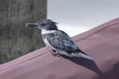 A male Belted Kingfisher on a boat's tarp, wet from just diving in the water, holding a small fish in its beak