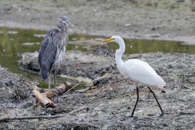 A Great Egret (basically a pure white heron) is strutting in a dried out pond, while in the background a Great Blue Heron is deciding what to do about this interloper