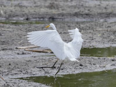 A Great Egret is landing at the edge of a puddle, its wings spread wide. Its back is mostly to mr