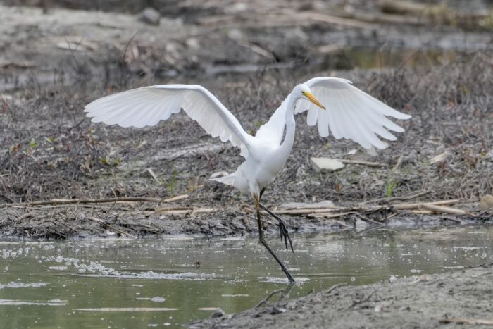 A Great Egret is landing at the edge of a puddle, its wings spread wide, roughly facing me