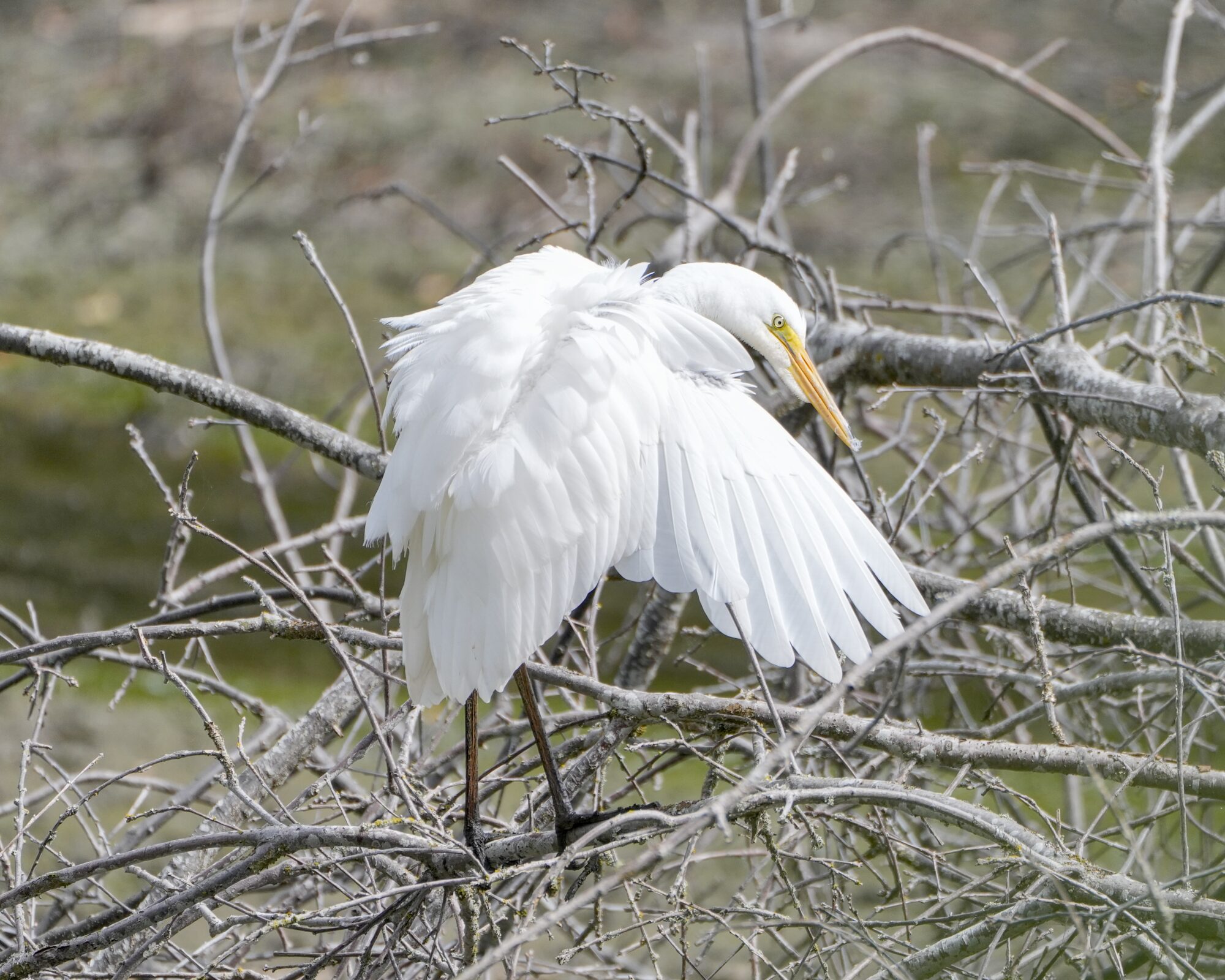 A Common Egret is up in a bare leafless bush,, and spreading one wing wide