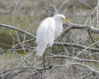 A Common Egret is up in a bare leafless bush, its neck tucked in, and looking a bit gr