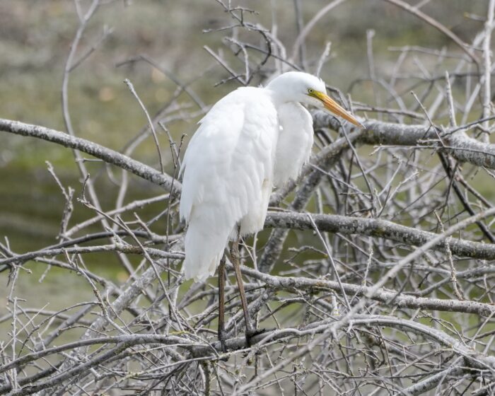 A Common Egret is up in a bare leafless bush, its neck tucked in, and looking a bit gr