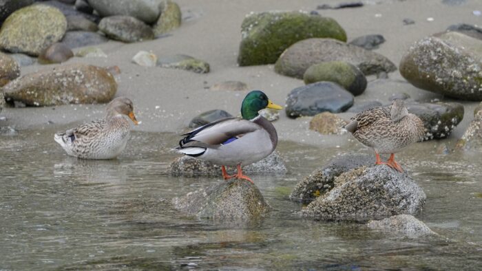 Three Mallards a little bit out on the water, at the edge of a beach with sand and rocks. Two of them are sitting on rocks jutting out of the water