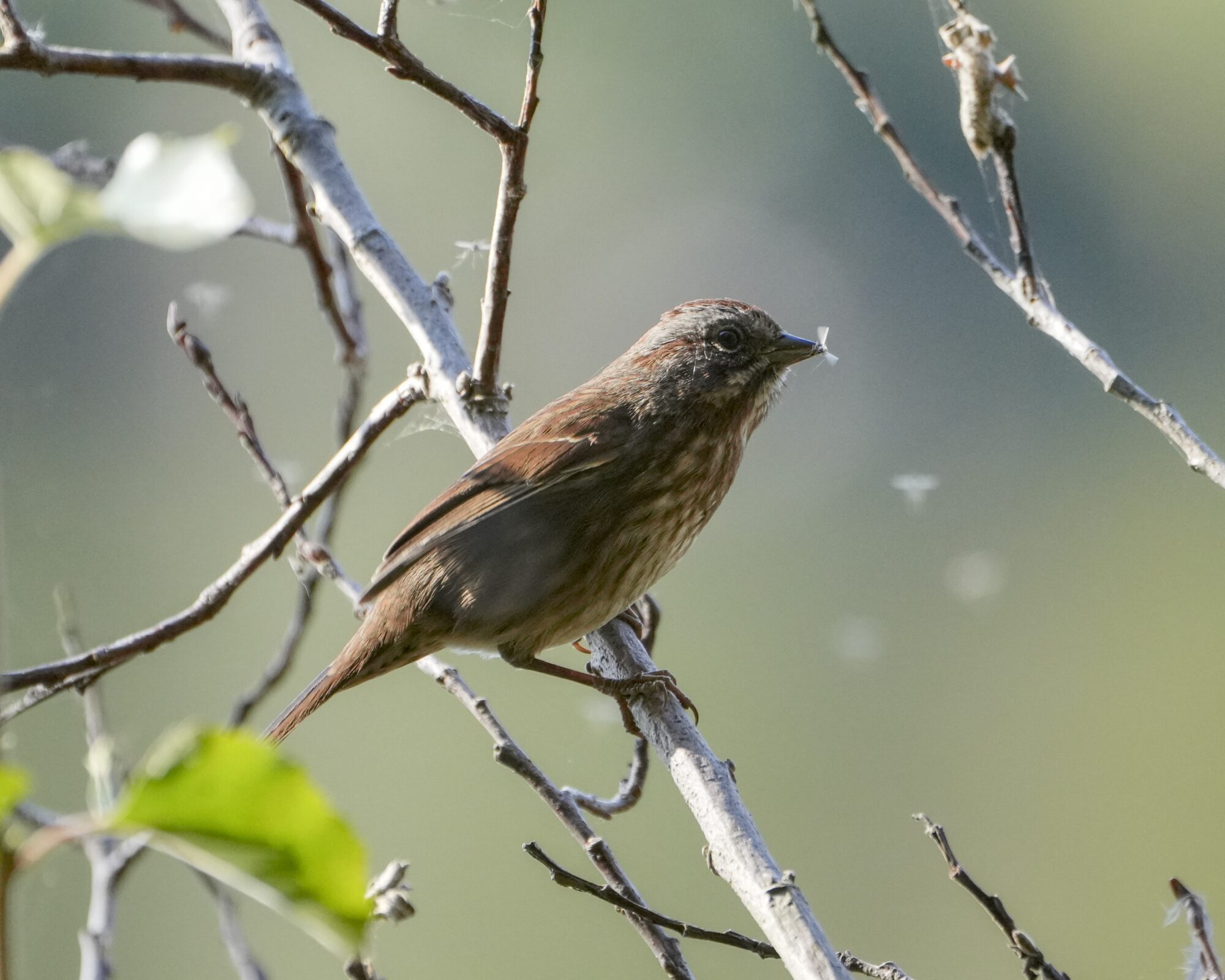 A Song Sparrow on a branch, surrounded by tiny flying insects. It is holding one of these insects in its beak. The background is grey-blue water