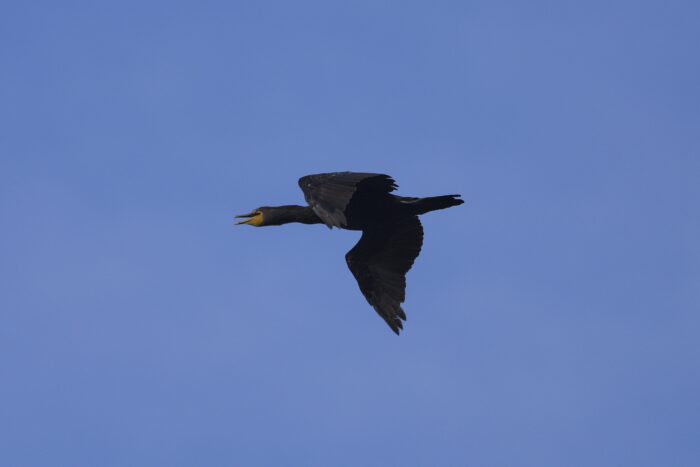 A Double-crested Cormorant in flight, against a solid blue sky. Its bill is open