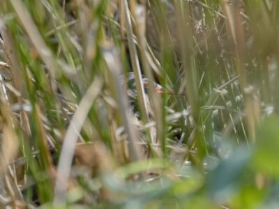 A slight glimpse of a Virginia Rail eye and bill, mostly hidden behind a forest of reeds