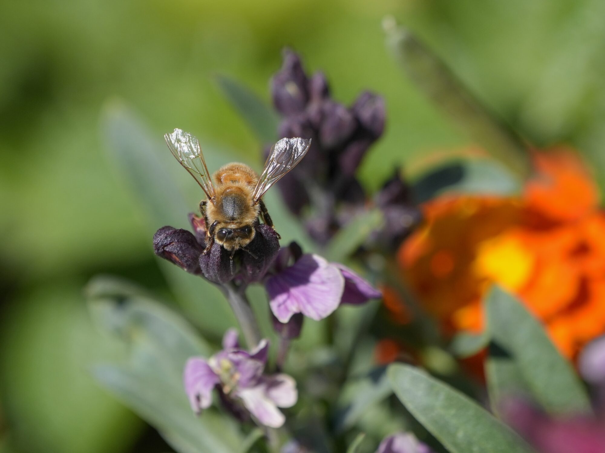 A honeybee on a flower, seen head on. There is a large orange flower, in the background out of focus