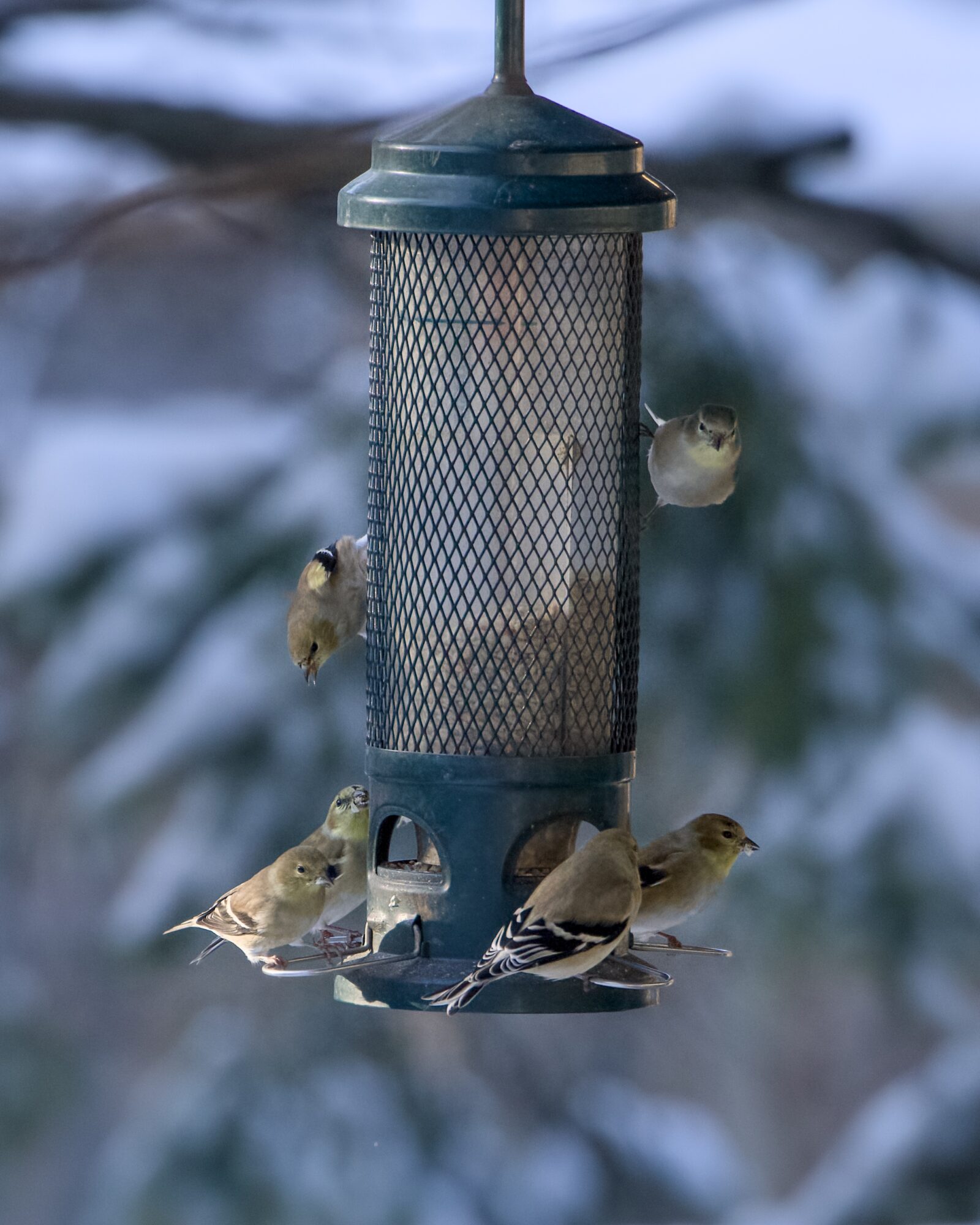 A feeder with at least half a dozen American Goldfinches hanging out on it