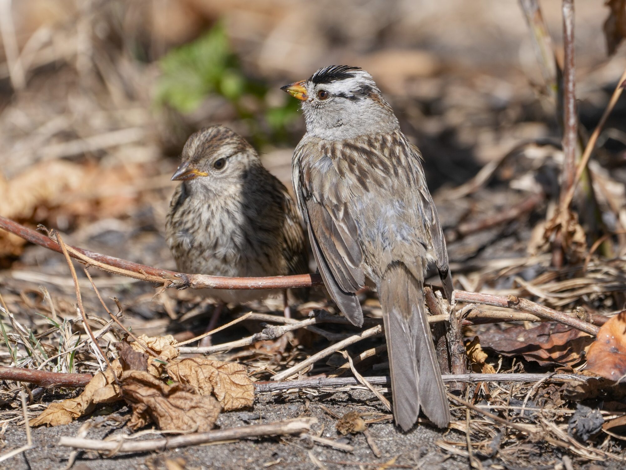 Two White-crowned Sparrows are resting on the ground, close to each other: one adult and one juvenile