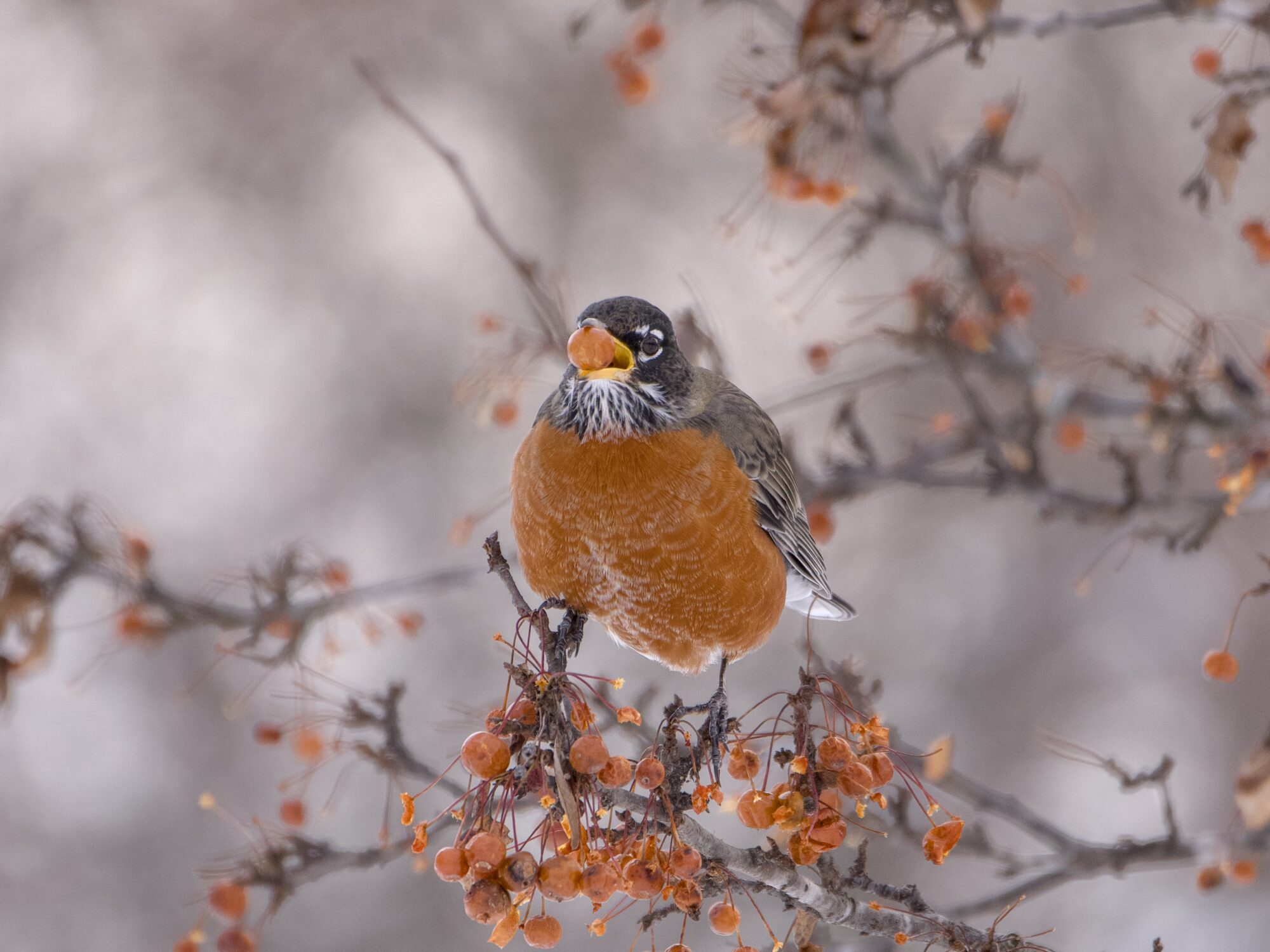 An American Robin is standing on a cluster of small orange berries, with one berry in its beak. Background is muddled grey and more berry-bearing branches