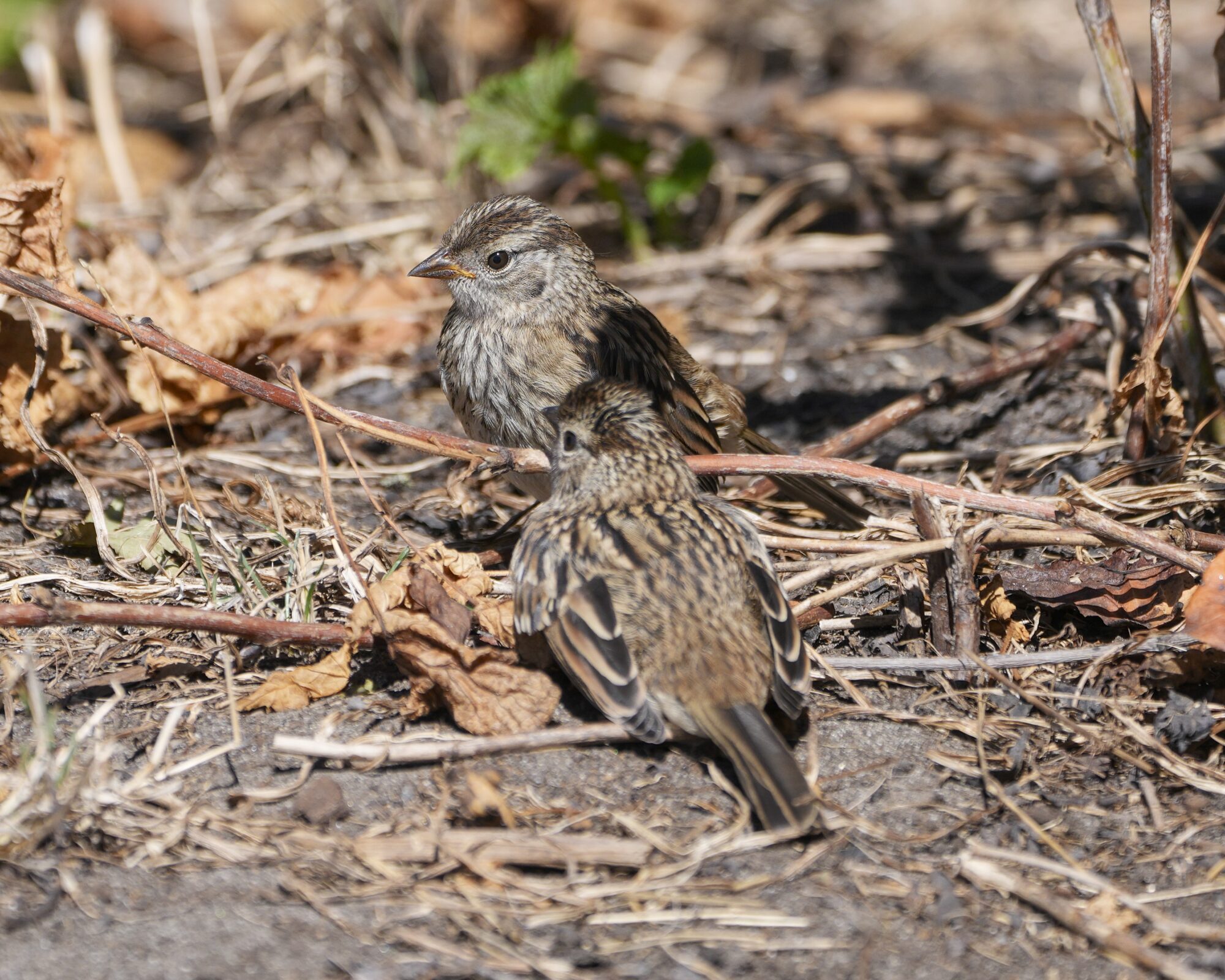 Two immature White-crowned Sparrows are standing close to each other on the ground