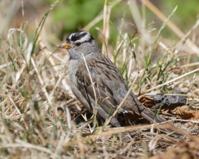 An adult White-crowned Sparrow is standing on the ground, surrounded by some yellow strands of grass as tall as it is