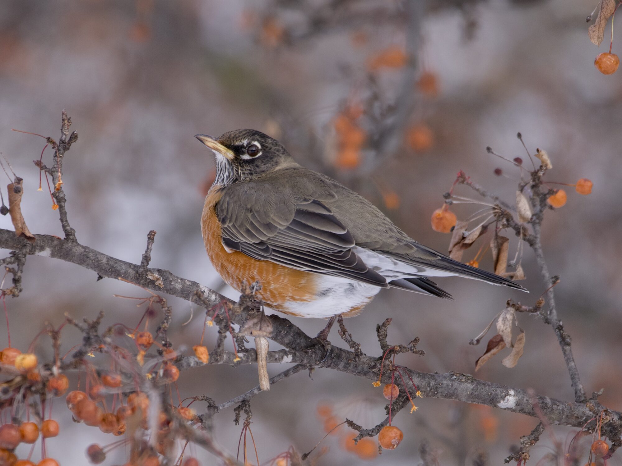 An American Robin is standing on a branch, surrounded by clusters of small orange berries. Background is muddled grey and more berry-bearing branches