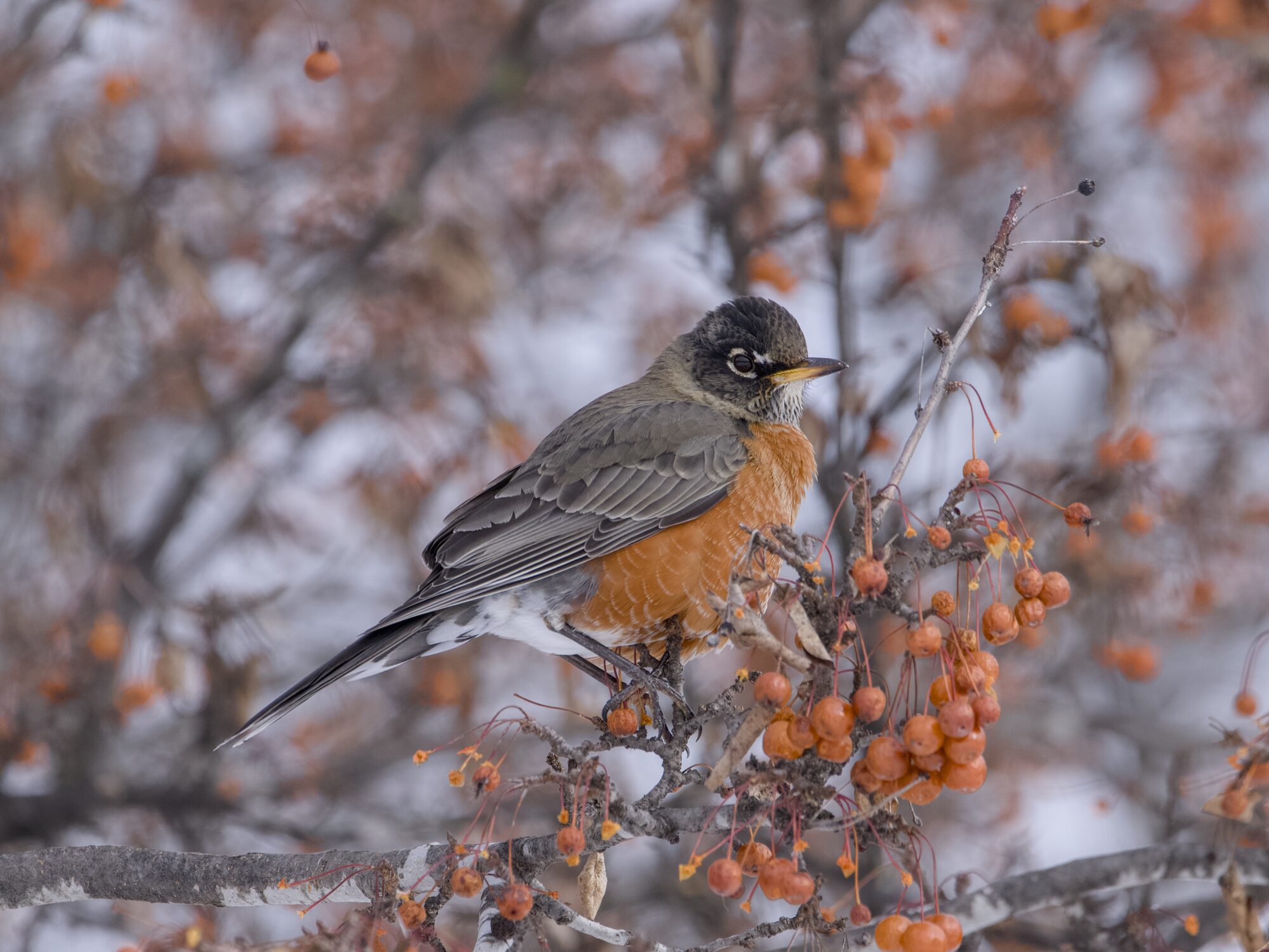 An American Robin is standing on a branch, above a cluster of small orange berries. Background is muddled grey and more berry-bearing branches