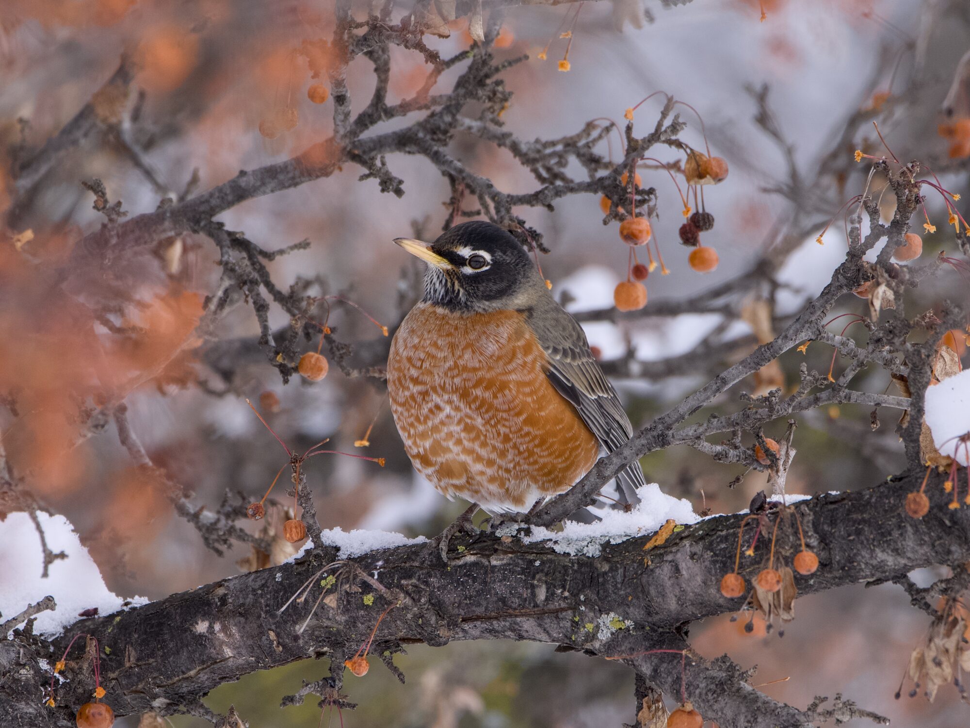 An American Robin is standing on a slightly snowy branch, surroundede by scluster of small orange berries. Background is muddled grey and more berry-bearing branches, same with foreground.