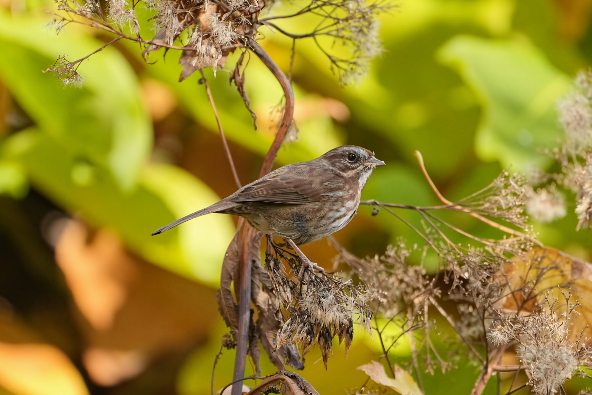 Song Sparrow in a bush, nibbling on some dried blossoms of some kind. There are little brown strands sticking out of its beak. Background is mostly green leaves