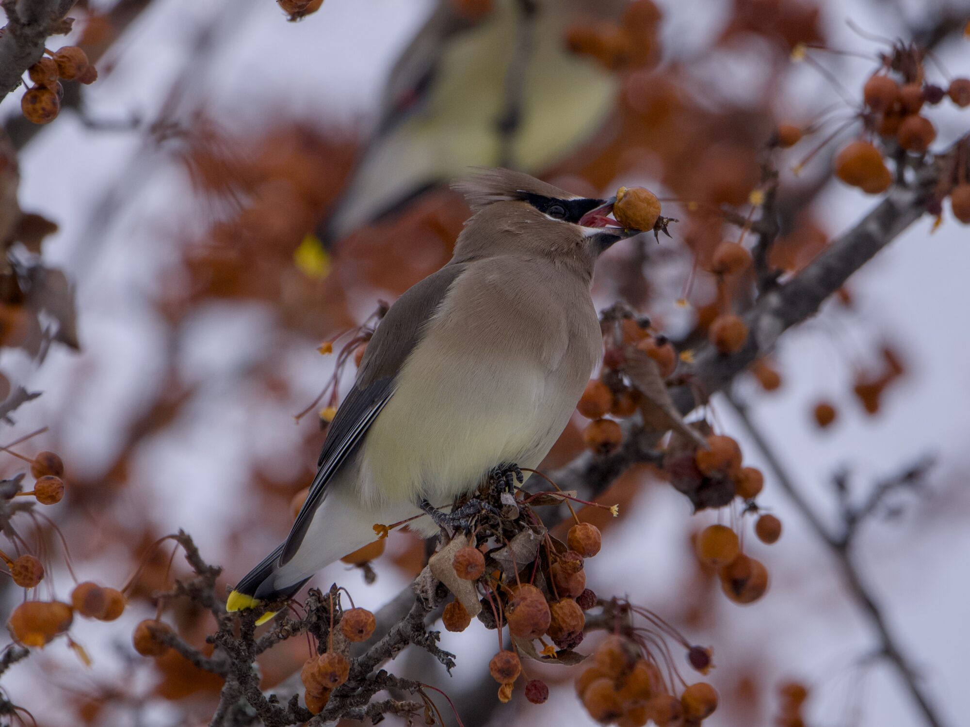 A Cedar Waxwing up in a tree, surrounded by orange berries. The sky is grey and wintry. It is holding a berry in its beak