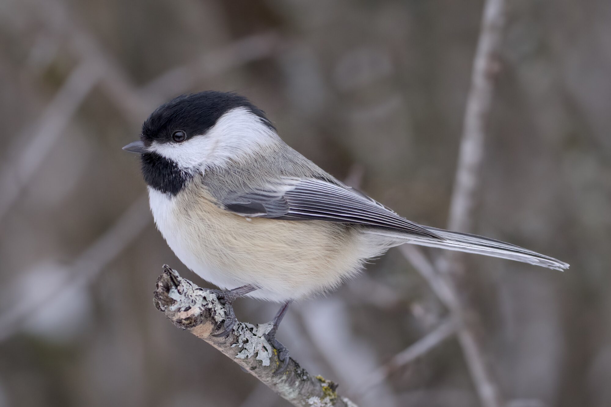 A Black-capped Chickadee is standing on a branch