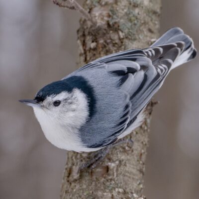 A White-breasted Nuthatch on a tree at about eye level; it is climbing down, and looking out a bit.