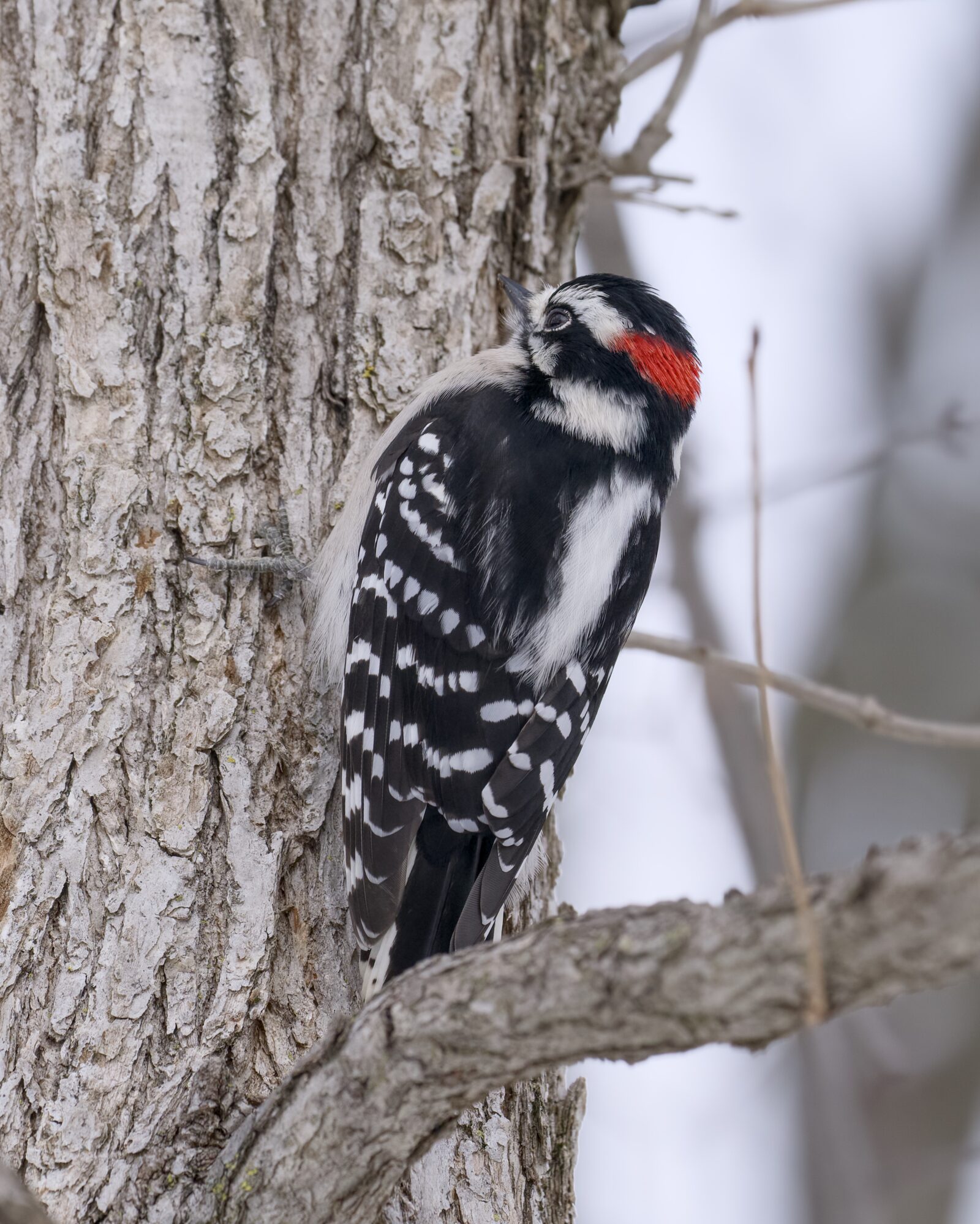 A male Downy Woodpecker hanging on to a tree in a wintry landscape. It is looking up and directly at the tree