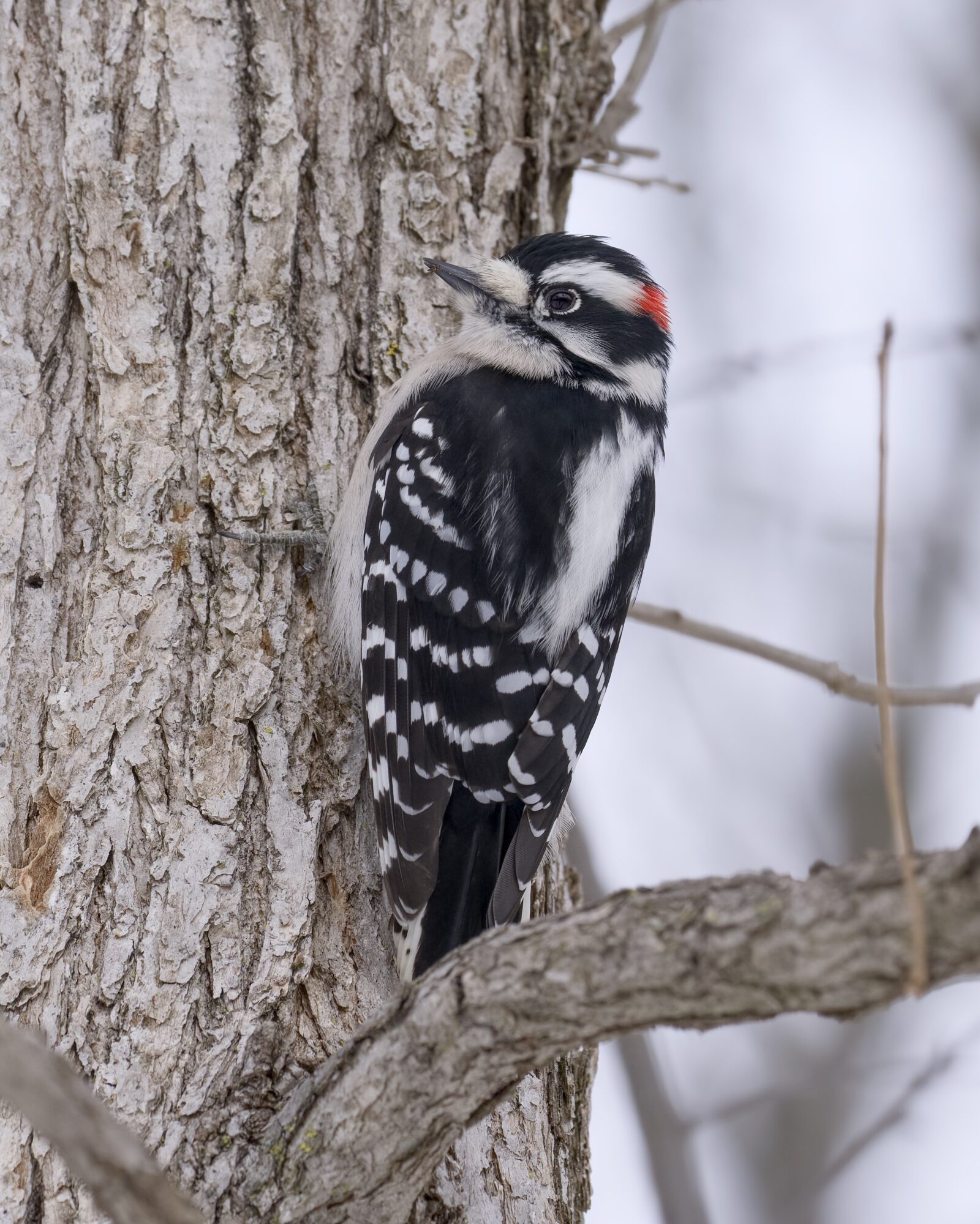 A male Downy Woodpecker hanging on to a tree in a wintry landscape. It is looking out and to the left