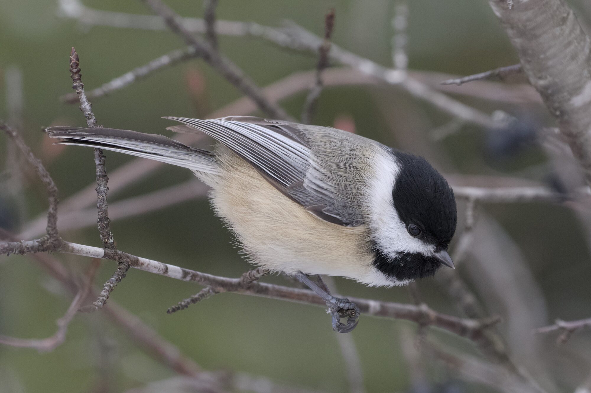 A Black-capped Chickadee on a branch, looking down