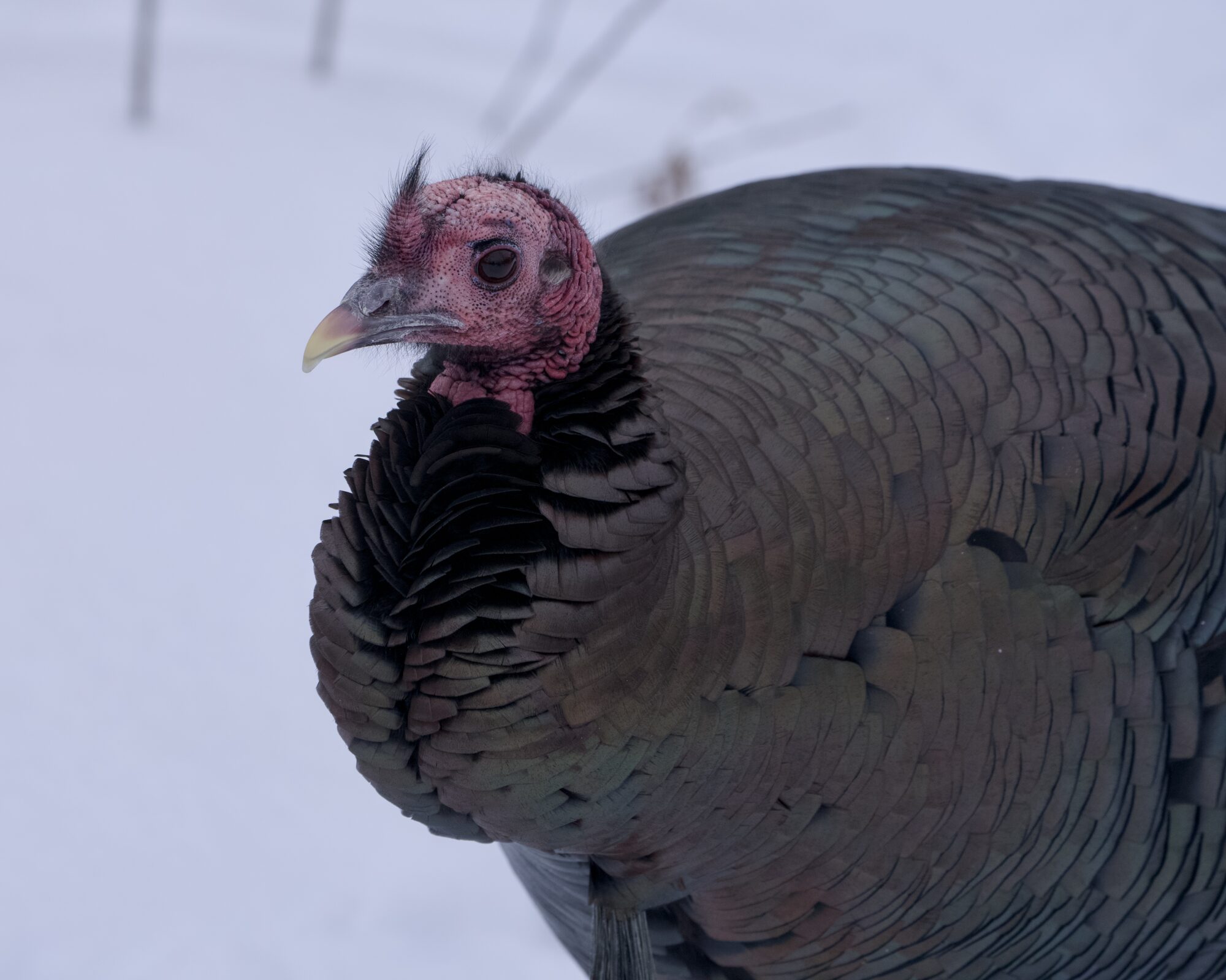 A wild turkey in a snowy lanscape, cropped to include the head and half the body. 